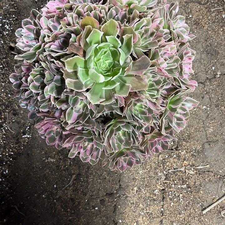 多肉植物男神锦……