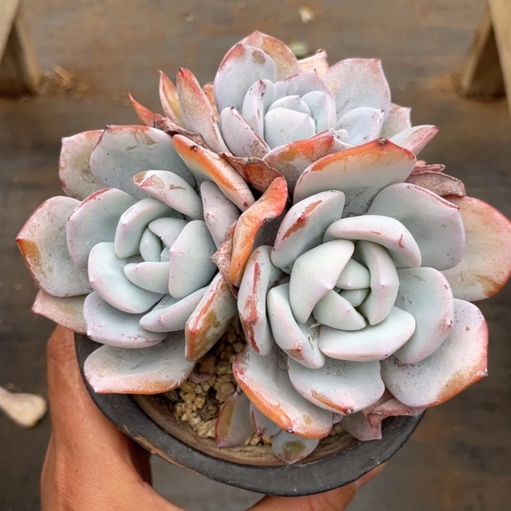 韩版奶茶4头，包正版