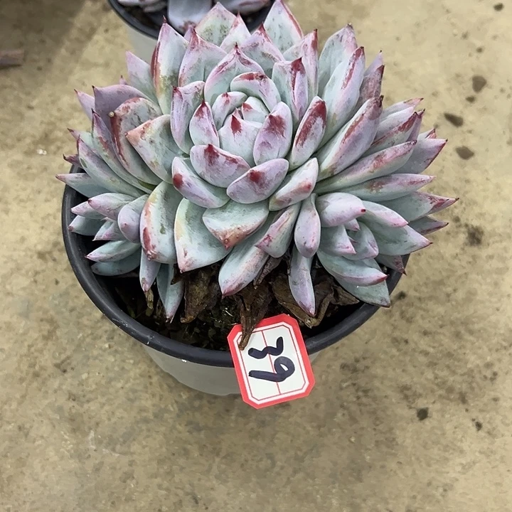 西***心一物一拍多肉卡39