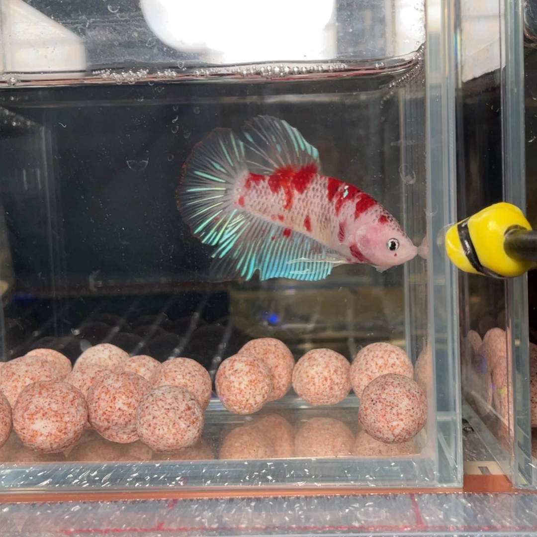 斗鱼1.4 巨斗 108