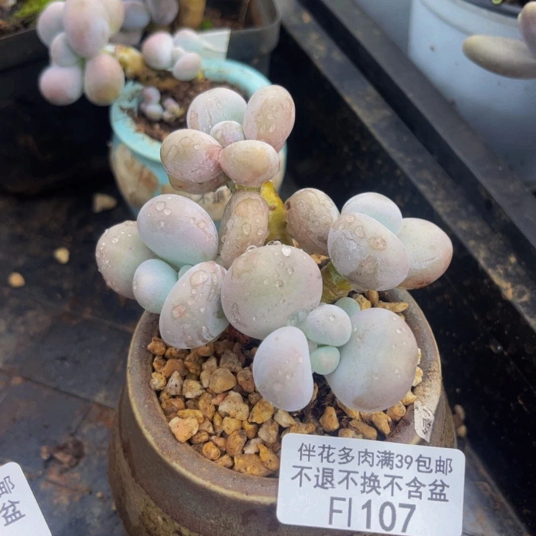 107-芭比奶多肉6cm