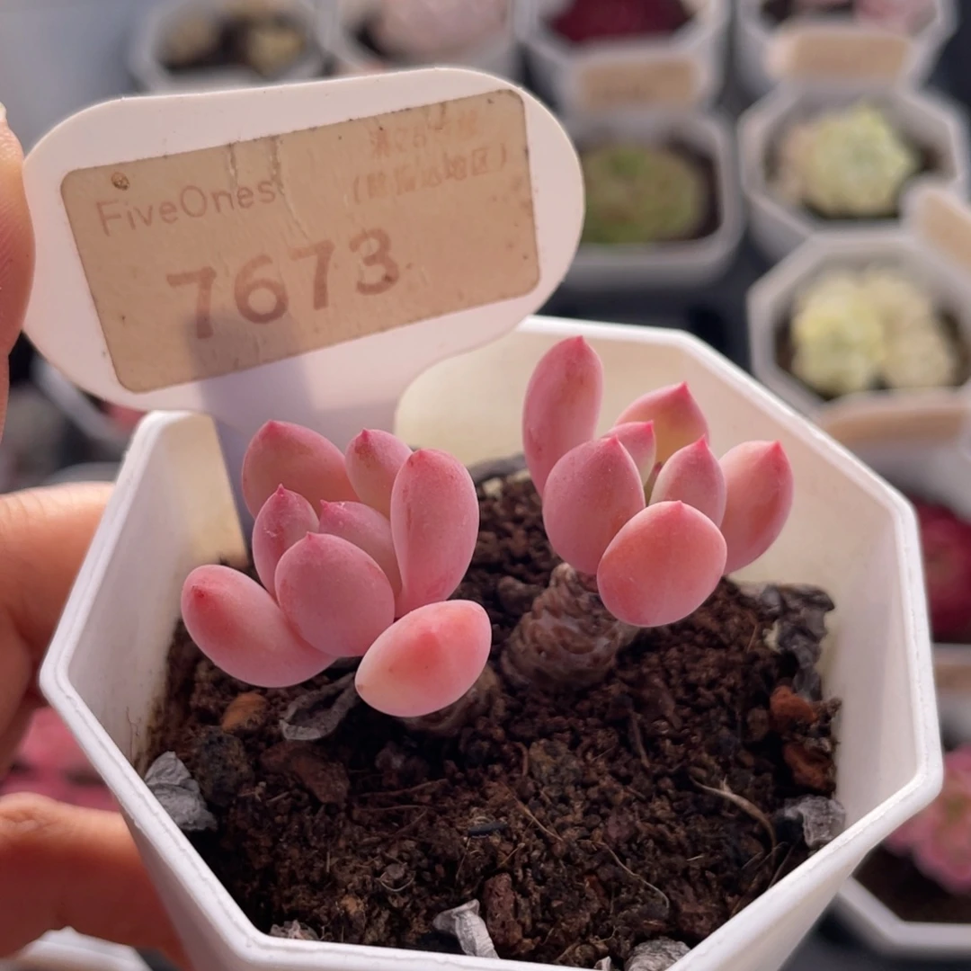 蜜桃霜7673-5.0厘米