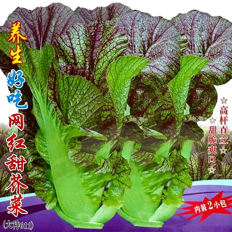 养生网红甜芥菜种子耐热耐寒早熟紫红芥菜青菜种籽夏秋播蔬菜种孑