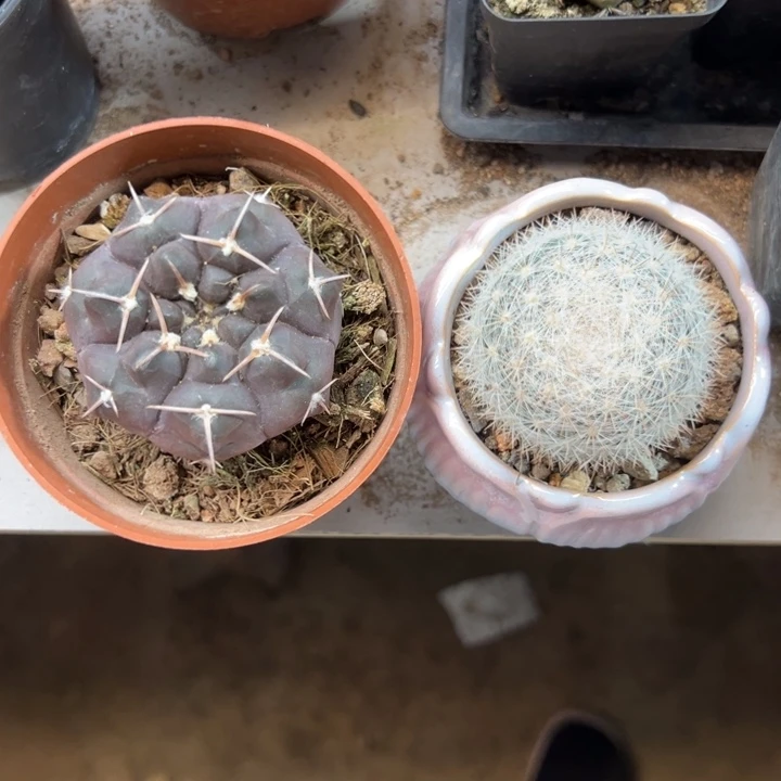 @***꒱恭喜发财恭喜发财