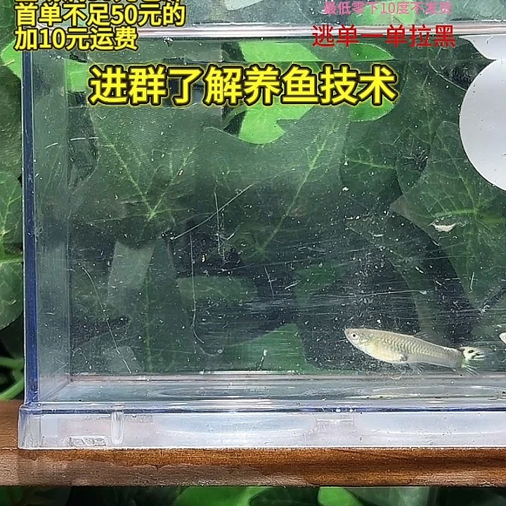 孔雀鱼粉红白矛鱼一对