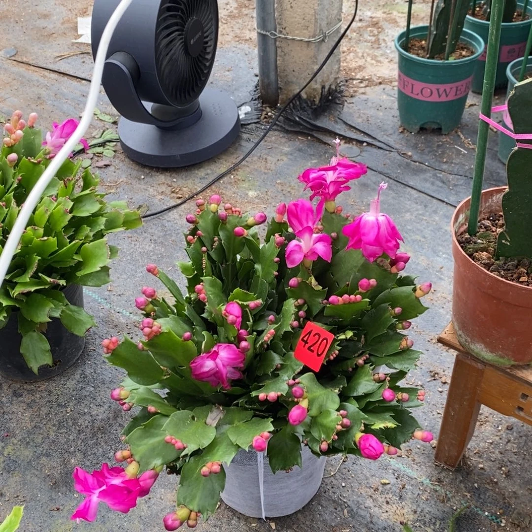 @***来完全开放420盆栽砂轮