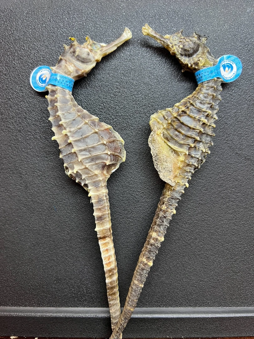 【正品】精选正宗马鱼干泡泡酒煲汤新鲜晾晒蓝标正品海鱼干