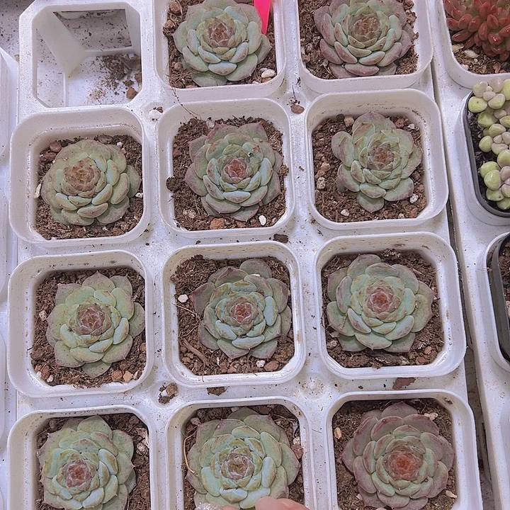 甜心19包邮多肉植物