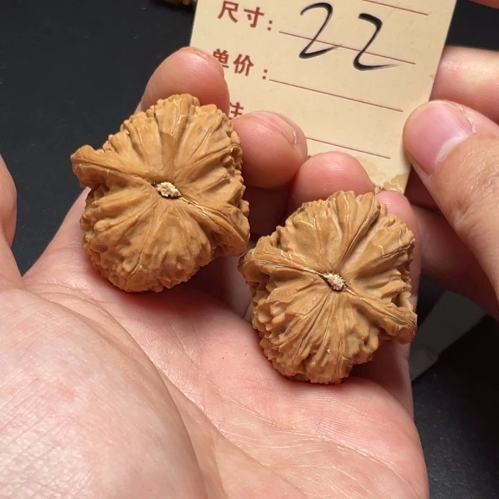 文玩核桃把件白狮子38尺全品白茬22