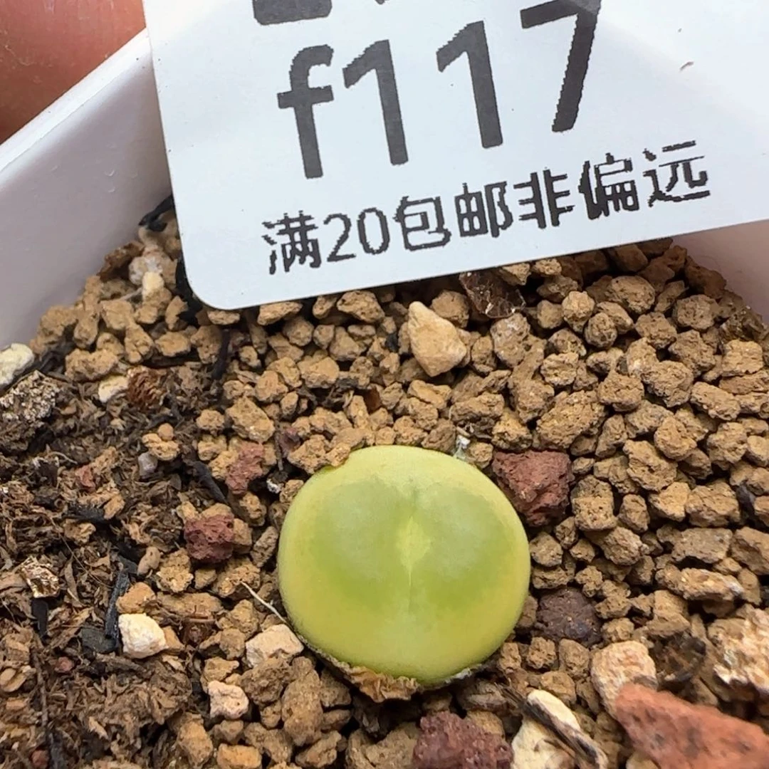 拉登带盆土福利。