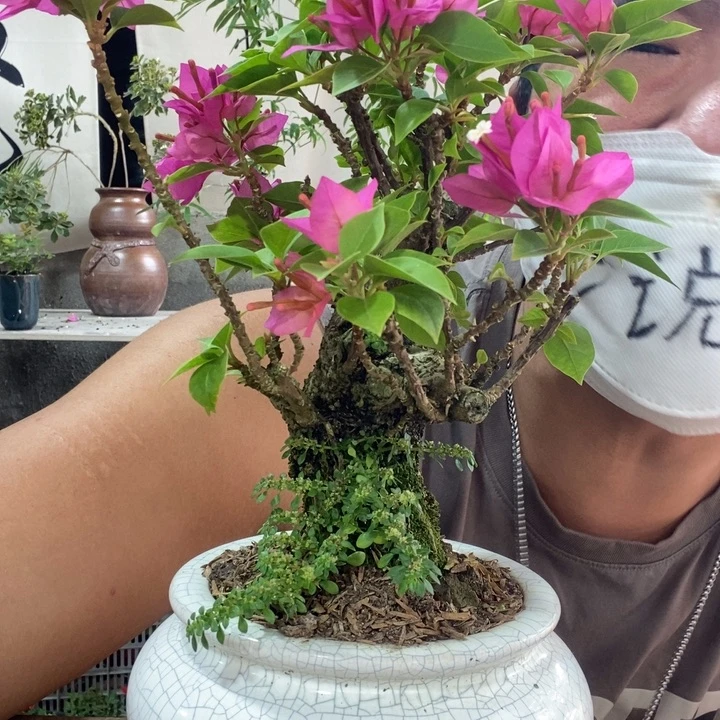 无花朵退款拉黑一物一拍182