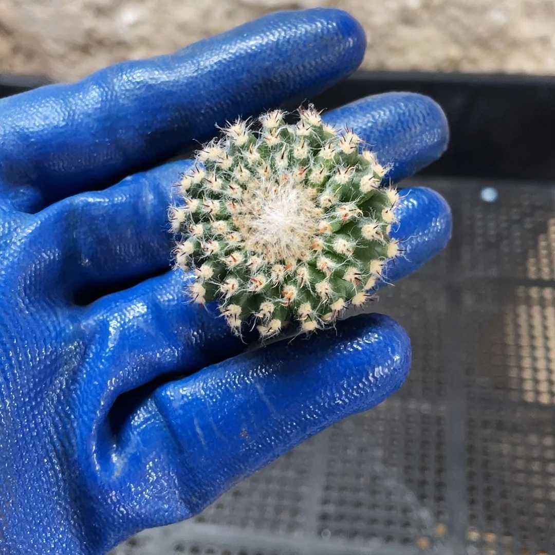 茯***?凤羽2415侧芽歪3公分以上