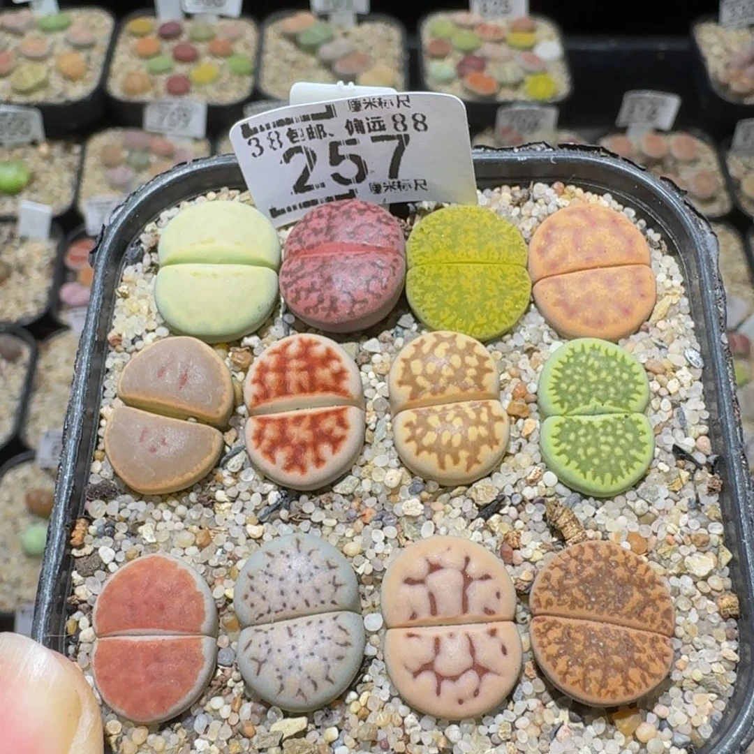 Ssss精品生石花257