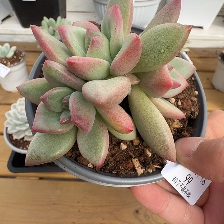 赫本路丝群111116-99