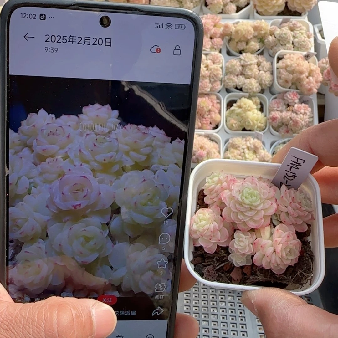 【闪购商品】0222-86（fm-152-2）