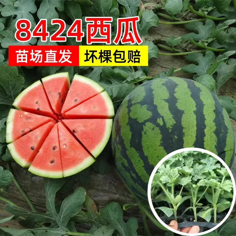 麒麟瓜苗秧嫁接西瓜苗8424美都无籽西瓜南方早熟盆栽蔬菜水果苗秧