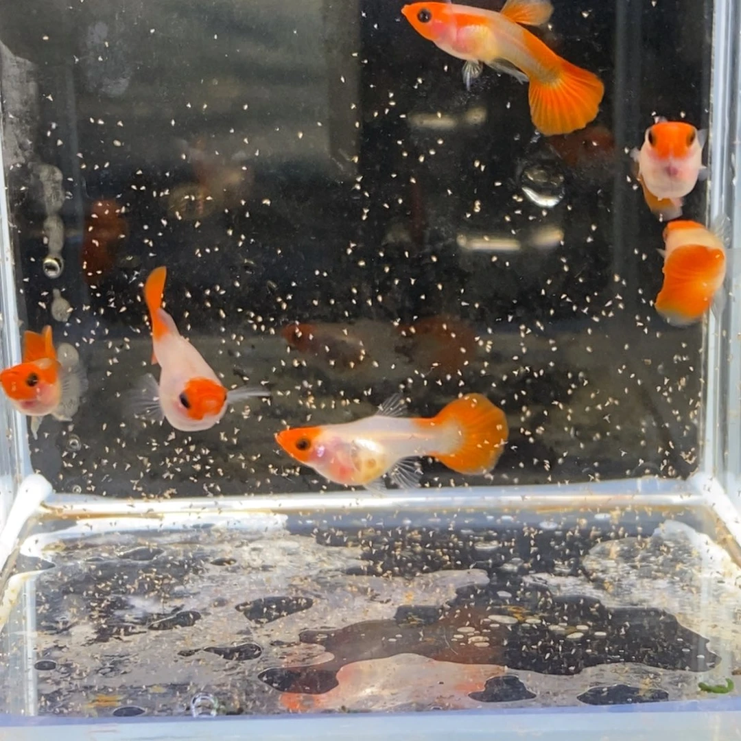 孔雀鱼六条深海蓝玻璃猫红头