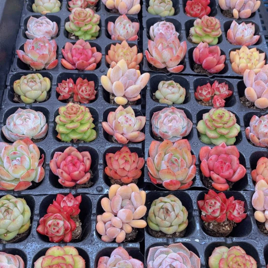 量拍2号 七彩小可爱组合九个