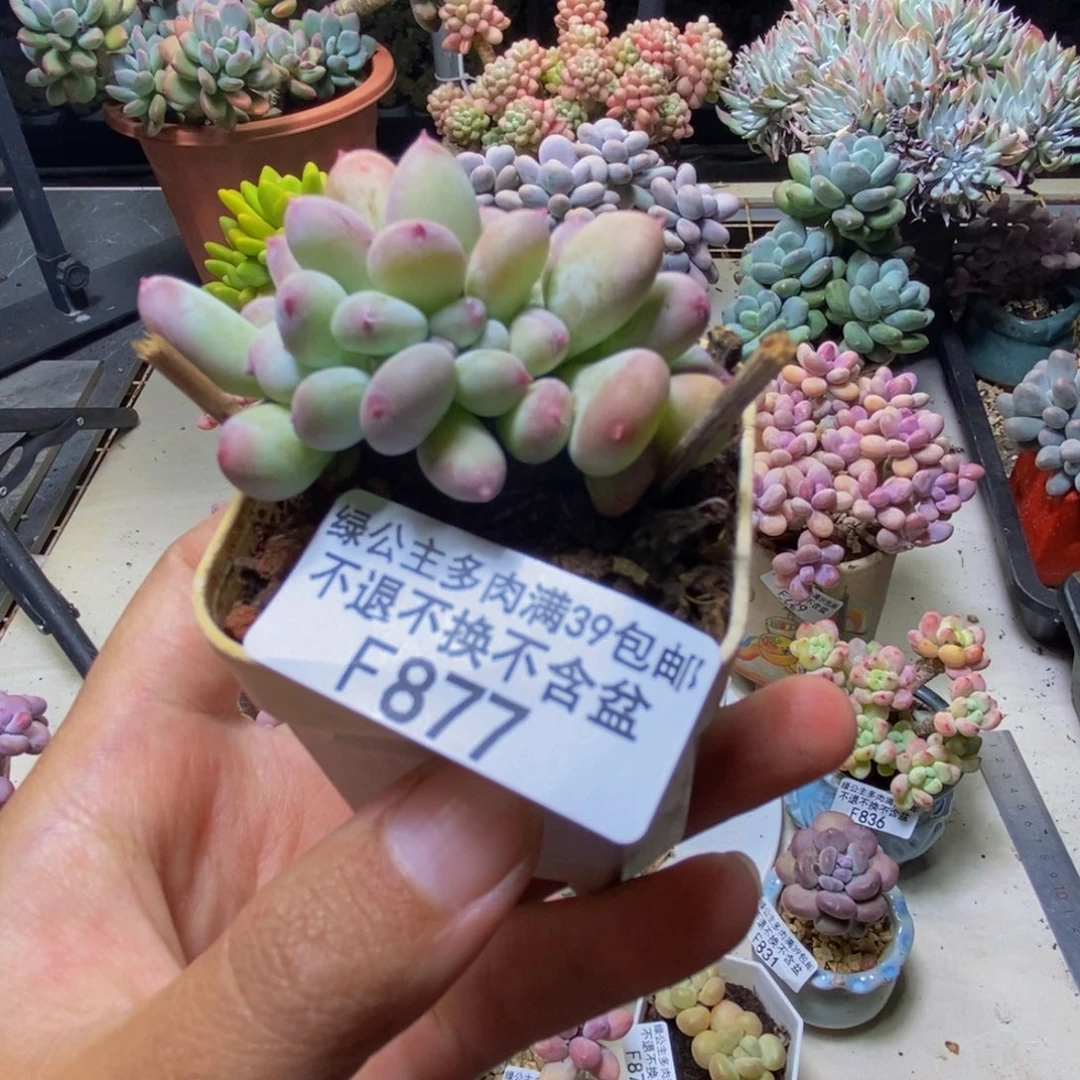 877苹果奶四代缀4cm
