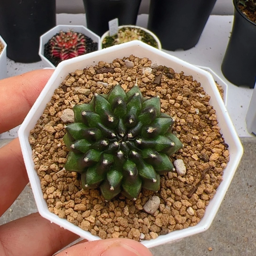 当前无花栽培后可以开花379