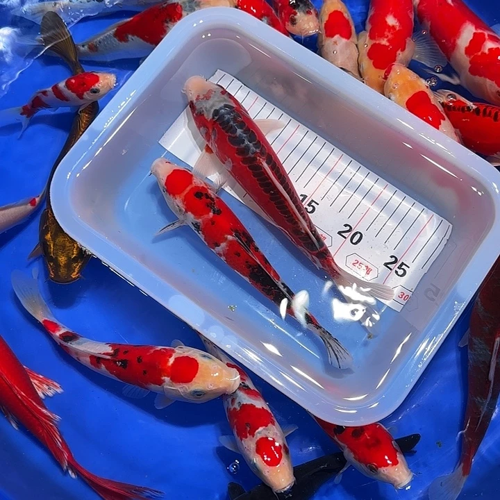 鲍***祥海水把h恢复的很好过分啊太