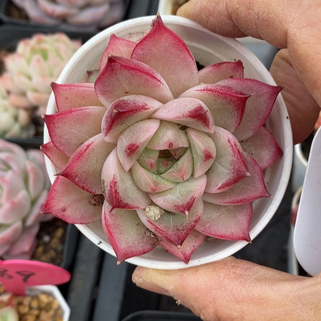 精品多肉一物一拍不包整398