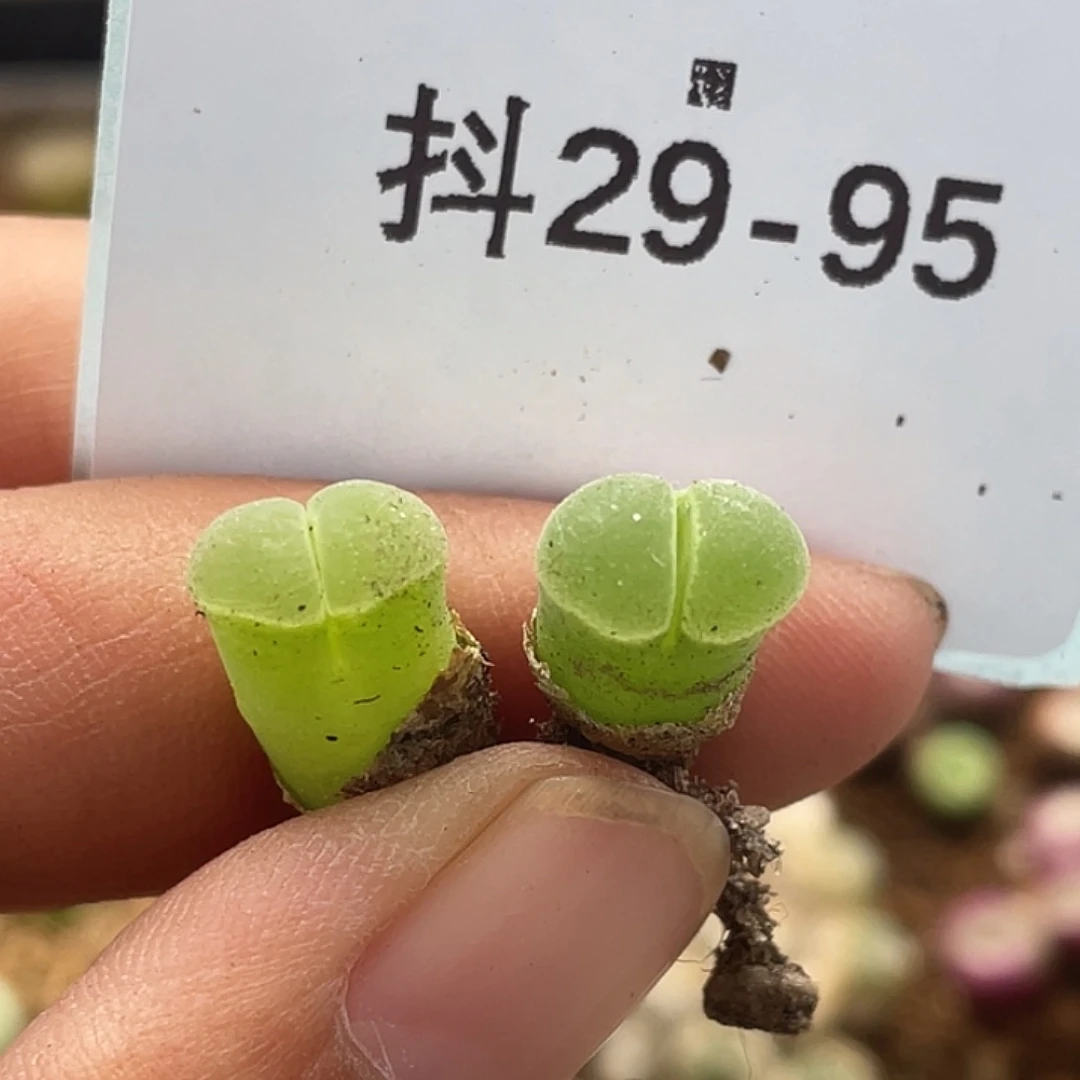 29-95极窗小苗多肉植物