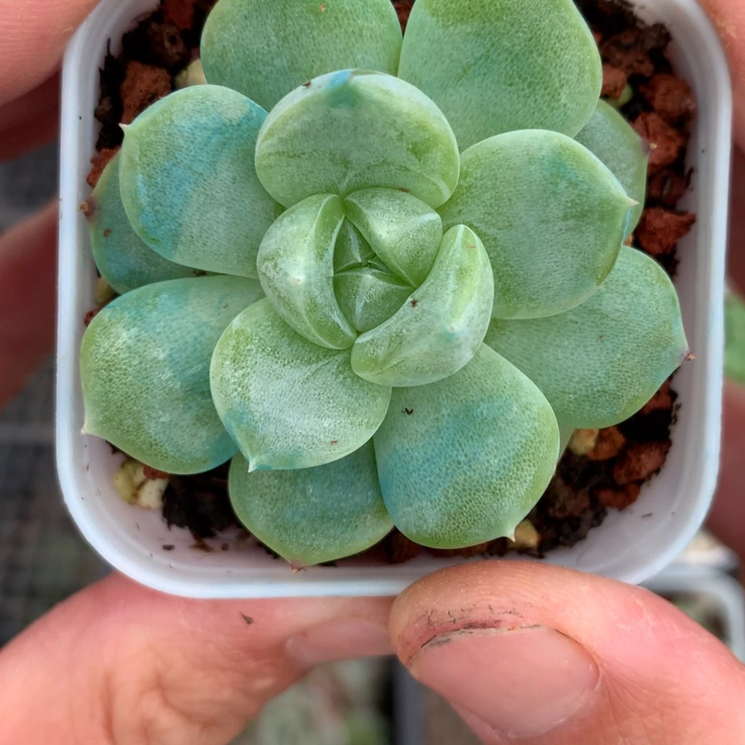 全部花朵偏月影的一颗4号