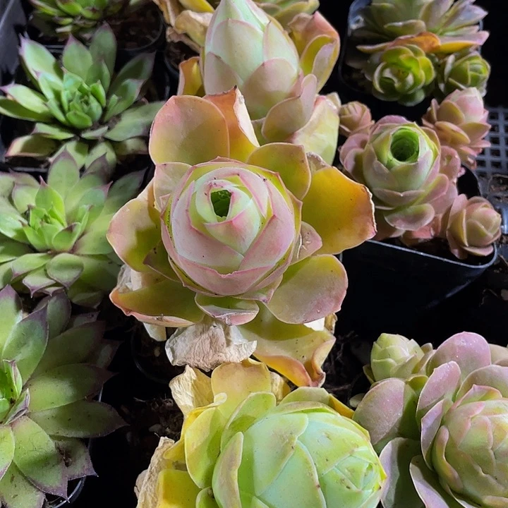 大单头帕尔马3.8带盆土