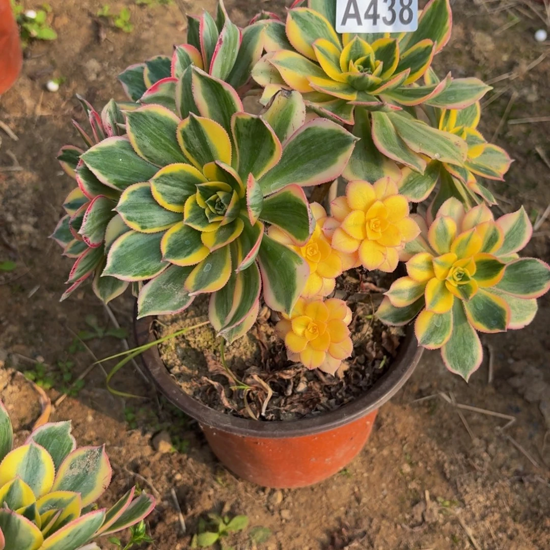 438多肉植物捧花的时候