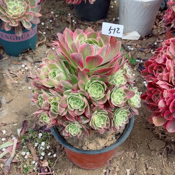 512玉姿植物多肉法师
