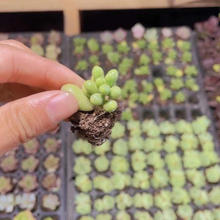 精品绿龟卵多肉植物