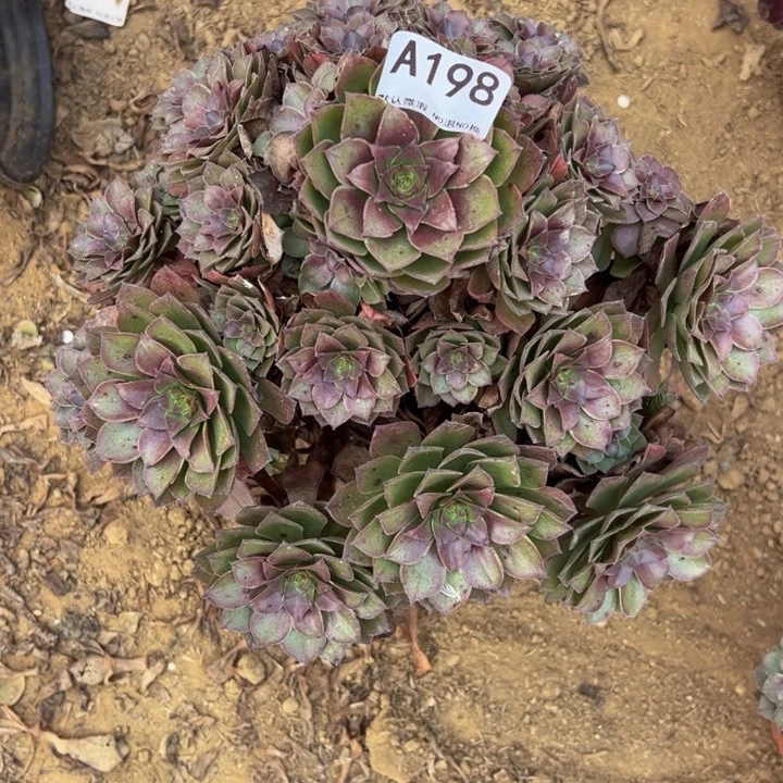 X***F微瑕桃花石多肉植物198.