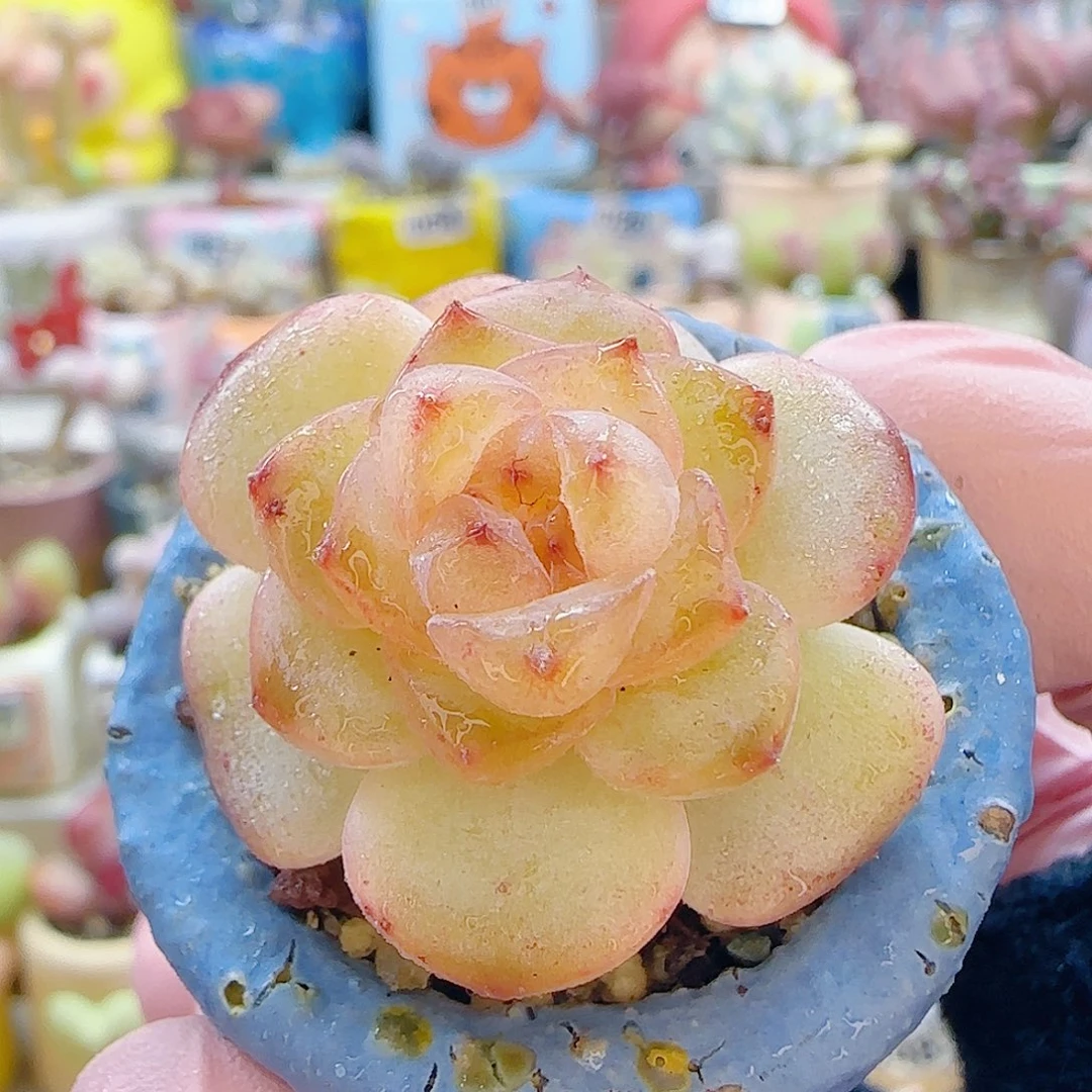 L透透糖芯 盆口3cm