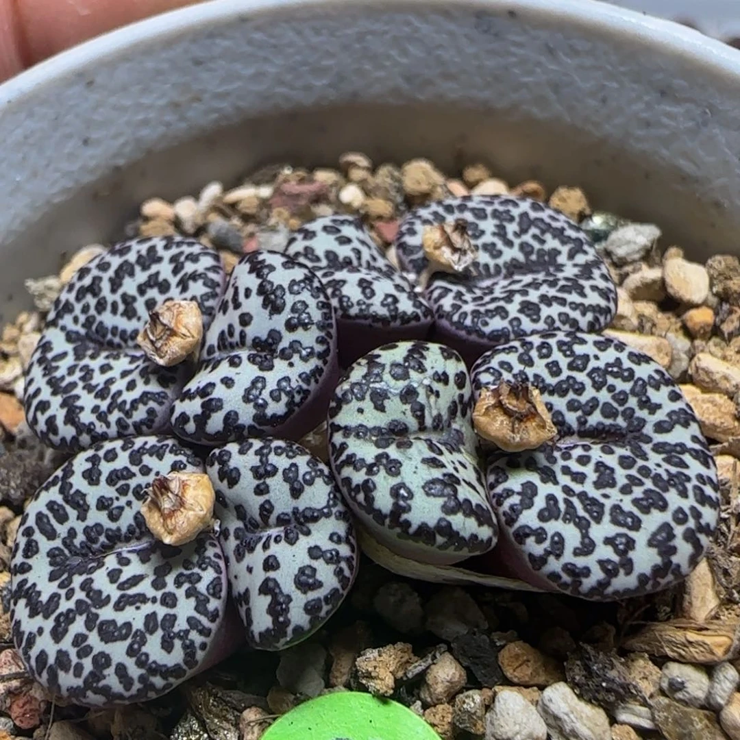 ts603漂亮多肉植物968