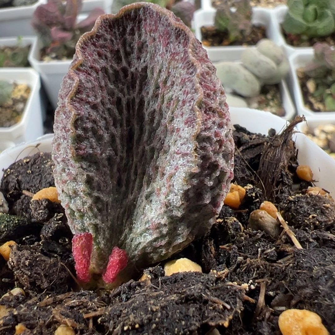 妮梦大苗多肉植物水泡