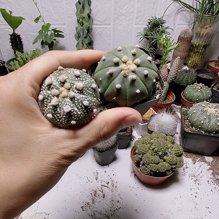 无花朵单头星斗组合两颗