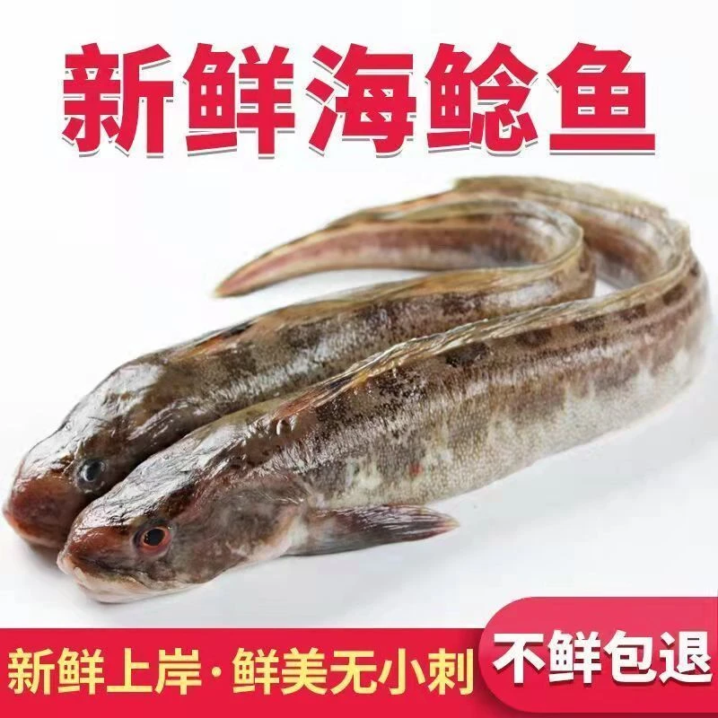 5斤海鲶鱼大头鱼海狗鱼新鲜海捕鳐鱼翅