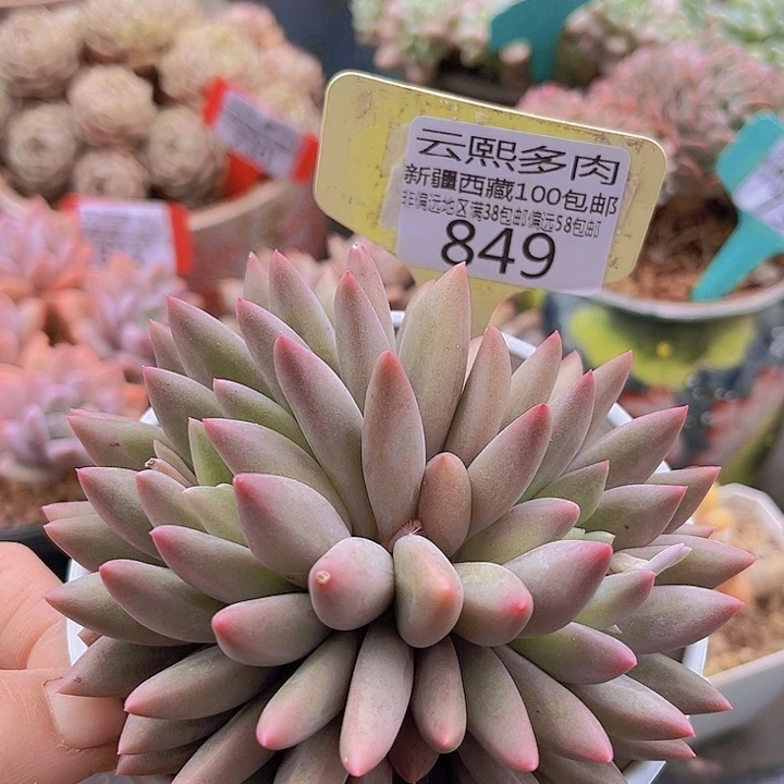 849红蜻蜓。             