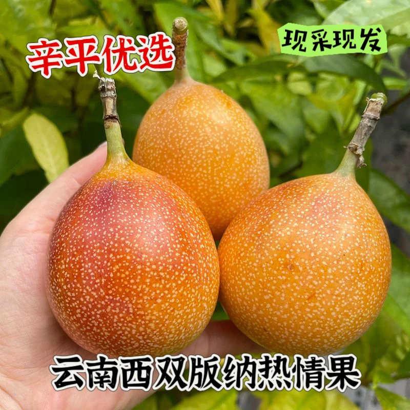 辛平优选云南西双版纳热情果稀有水果黄金果纯甜无酸新鲜发货