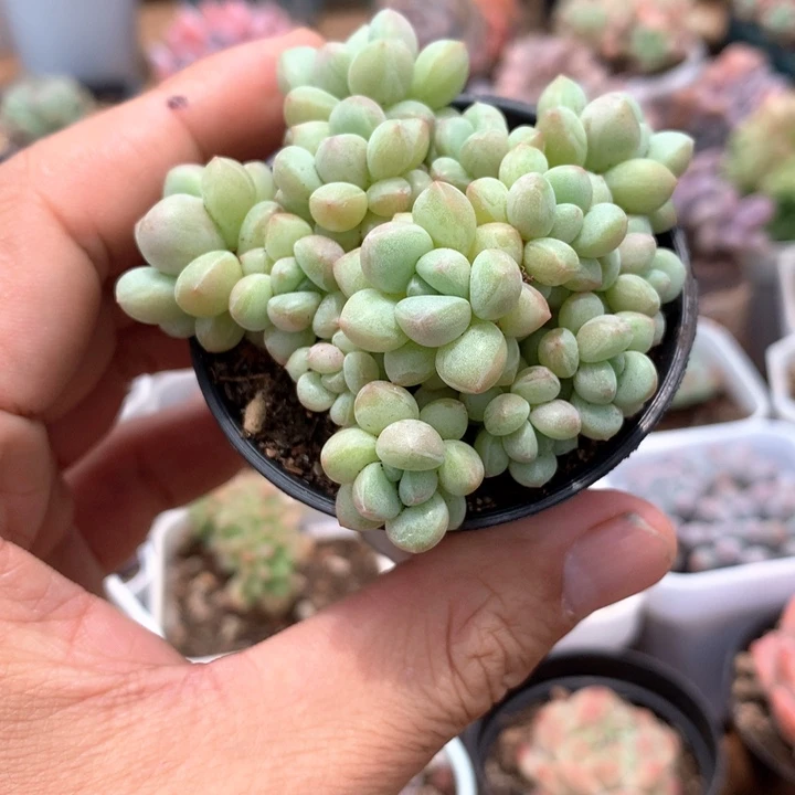 泡泡糖多肉一物一拍