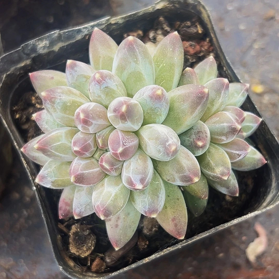 美人系列多肉植物