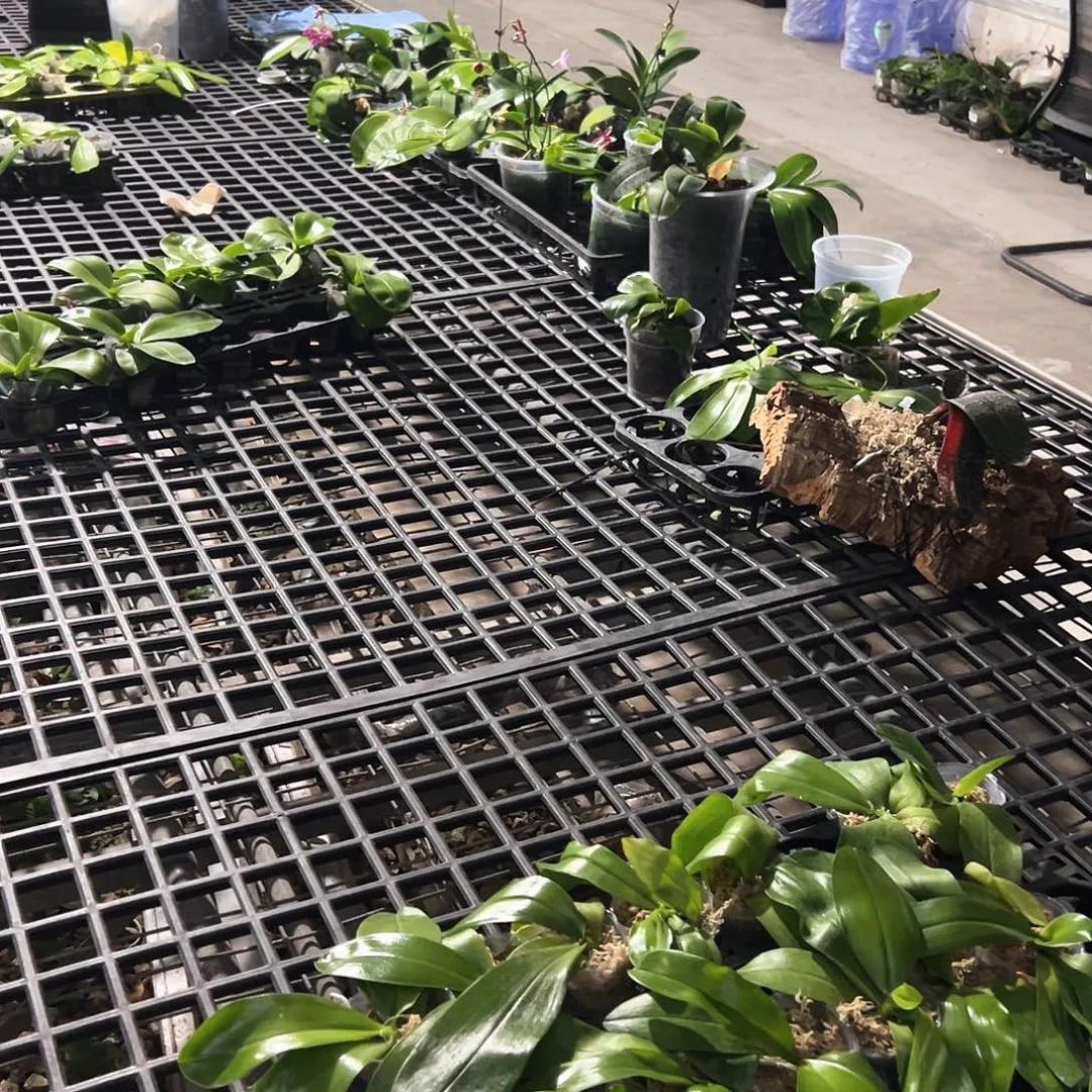 1***）不开花植物印地狗