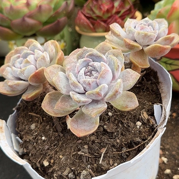 汉堡惊鸿一物一拍包装收缩花旱