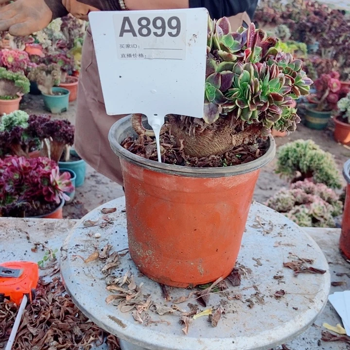 幸***里899欧嘉莉欧嘉莉欧嘉莉