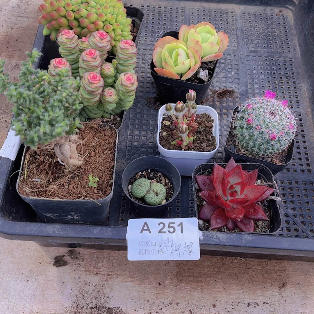 多肉251多肉植物
