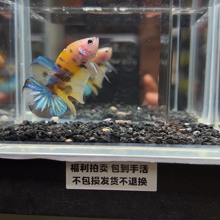 斗鱼竞拍跑单拉黑16日49