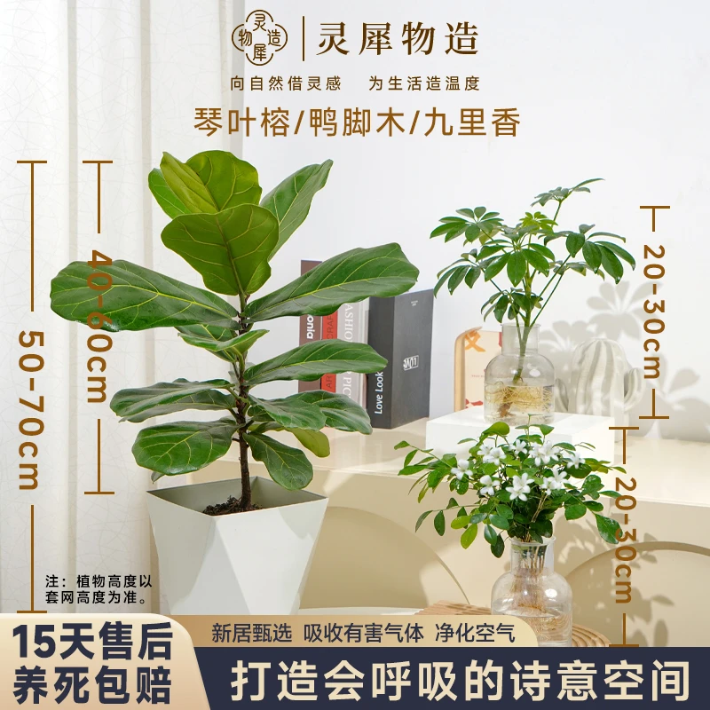 【灵犀物造】琴叶榕40-60cm大叶绿植鸭脚木九里香室内客厅办公室