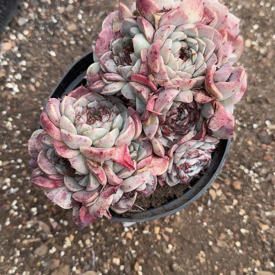 海***3136161661166161611