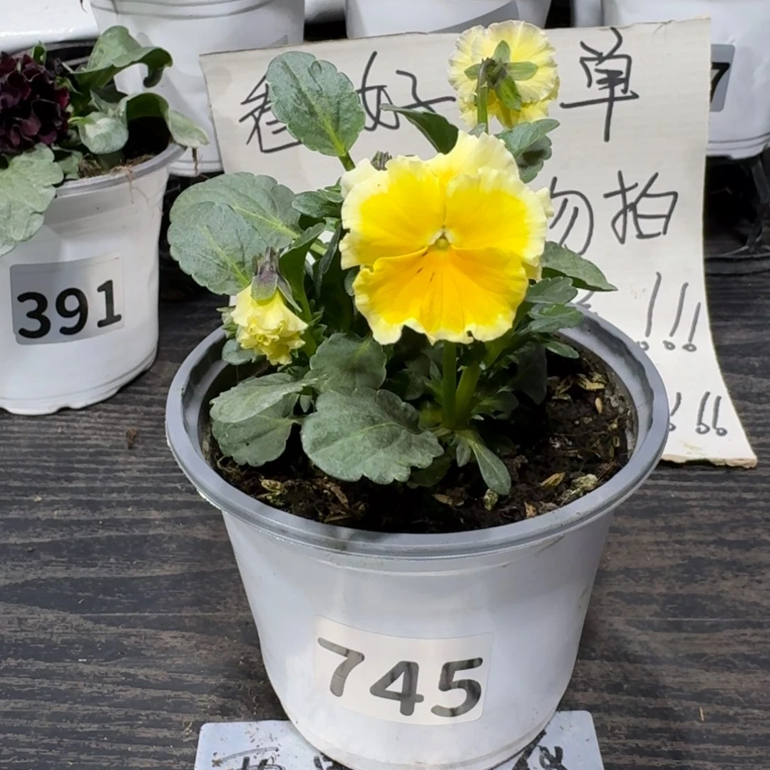 全部花朵745号蛋挞